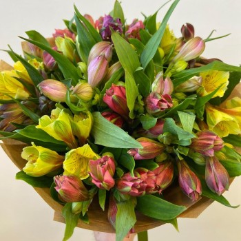 Beautiful Alstroemeria