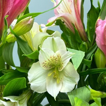 Bouquet of Alstroemeria